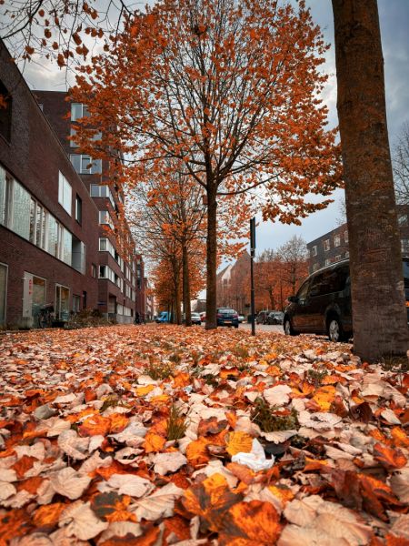 Eine städtische Straßenszene aus der Froschperspektive. Der Gehweg und ein Teil der Straße sind fast vollständig von einer dicken Schicht leuchtend orangefarbener Herbstblätter bedeckt. Im Hintergrund säumen Bäume mit Herbstlaub und mehrstöckige Gebäude d