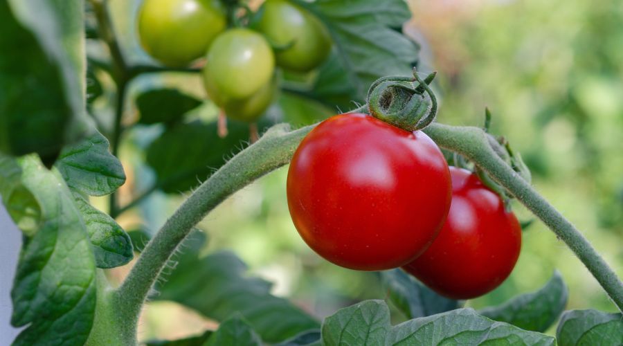 Reife, rote Tomaten