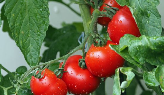 Tomaten richtig anbauen