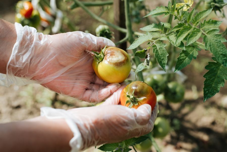 Eine Person mit transparenten Einweghandschuhen hält zwei Tomaten in den Händen. Die obere, noch gelb-grüne Tomate weist an der Oberseite eine große, kreisrunde, hellbraune Schadstelle auf. Die untere Tomate zeigt bereits großflächige, dunkelbraune Fäulni