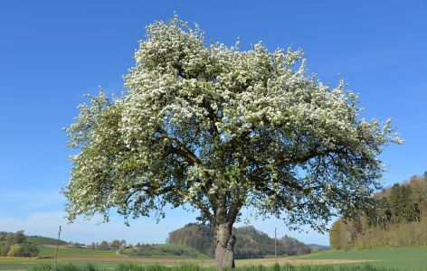 Blühender Apfelbaum