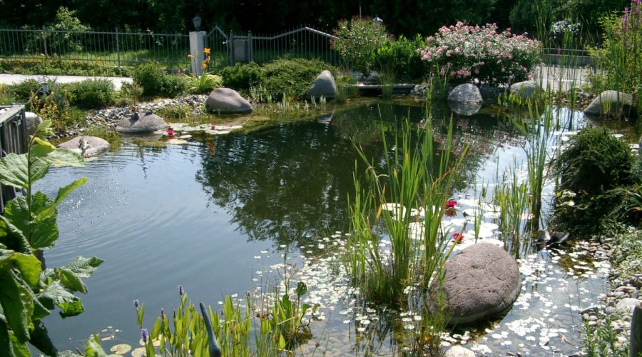 Naturnaher Gartenteich
