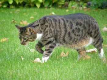 Katze streift über den Rasen