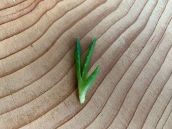Kindel von Aloe vera