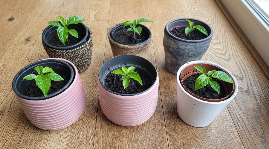 Sechs Pflanztöpfe, in denen kleine Marcuja-Sprößlinge wachsen