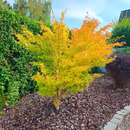 Ein junger, mehrstämmiger Fächerahorn der Sorte 'Orange Dream' wächst in einem mit Rindenmulch bedeckten Gartenbeet. Sein feines Laub zeigt einen leuchtenden Farbverlauf von Hellgrün im unteren Bereich bis zu kräftigem Gelb und Orange an den oberen Triebs