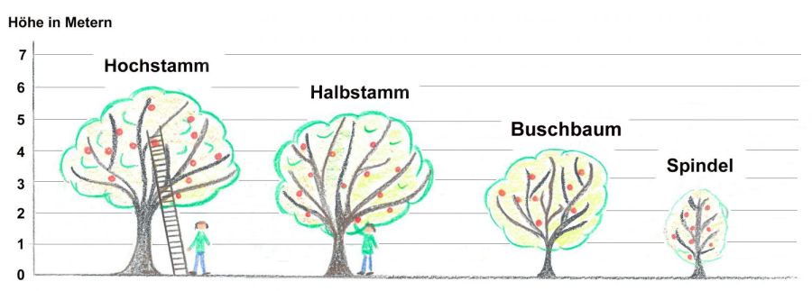 Stammhöhe und Obstbaumgrößen im Vergleich