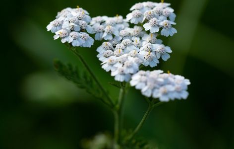 Was passt zu Stockrosen? Beispiel Schafgarbe