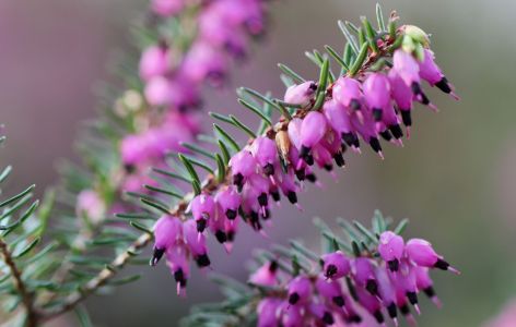 So wird der Balkon bienenfreundlich