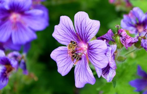 So wird der Balkon bienenfreundlich