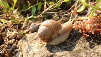 Weinbergschnecke
