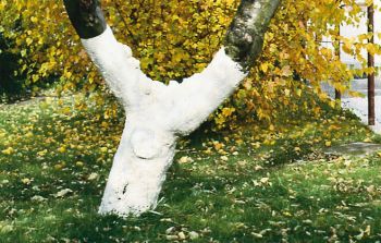 Weißanstrich am Obstbaum