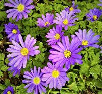 Herbst-Anemonen