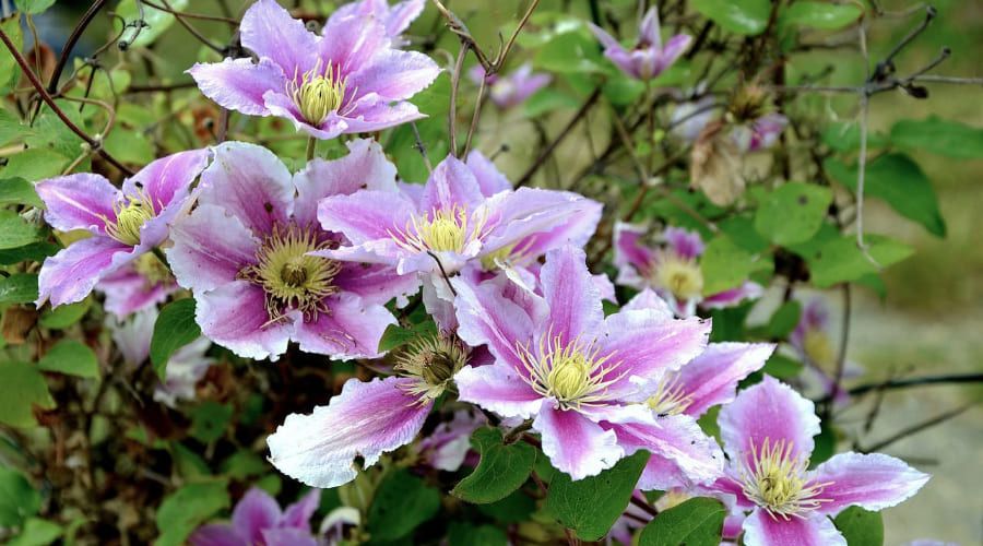 Clematis ist eine tolle Kletterpflanze, mit der man Fassaden begrünen kann