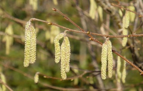 Haselnussblüten