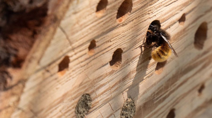 Insektenhotel mit Löchern, eine Biene krabbelt hinein