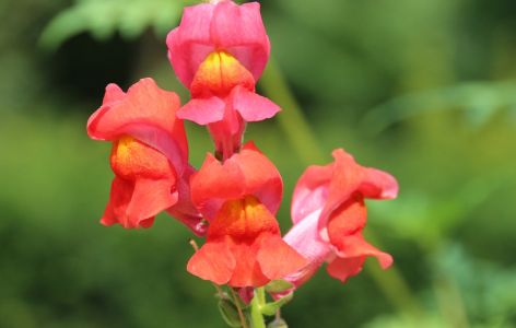 Blumen bienenfreundlich Balkon