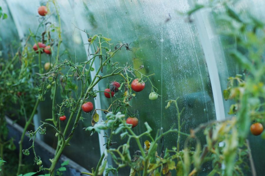 Blick in ein feuchtes Foliengewächshaus mit mehreren Tomatenpflanzen im Beet. An den grünen Stängeln hängen teils rote, teils noch unreife grüne Tomaten, während das Laub vereinzelt welk wirkt.
