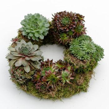 kranz mit sukkulenten sempervivum selber machen