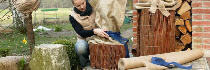 Rosen Frostschutz mit Jute