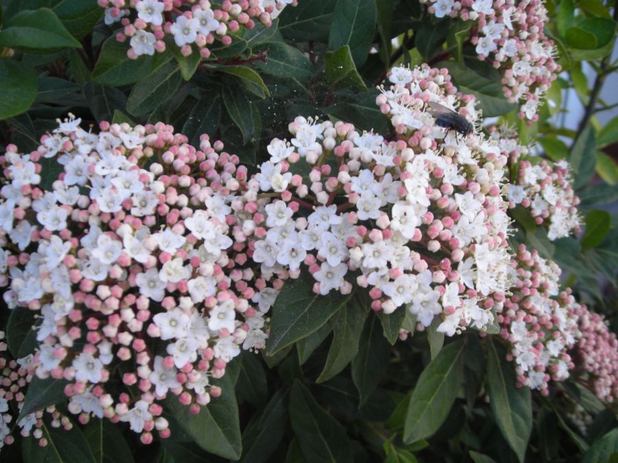 Blüten des Winterschneeballs