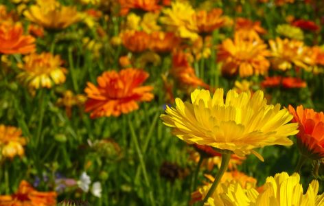 Ringelblume