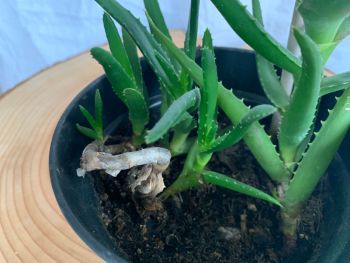Aloe vera mit Kindel