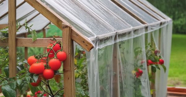 Tomaten-Regenschutz selber bauen
