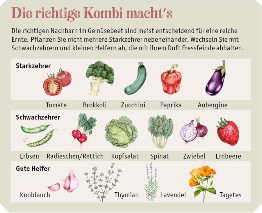 Illustration zeigt Mischbeet mit Starkzehrern, Schwachzehrern und guten Helfern