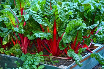 Mangold im Hochbeet