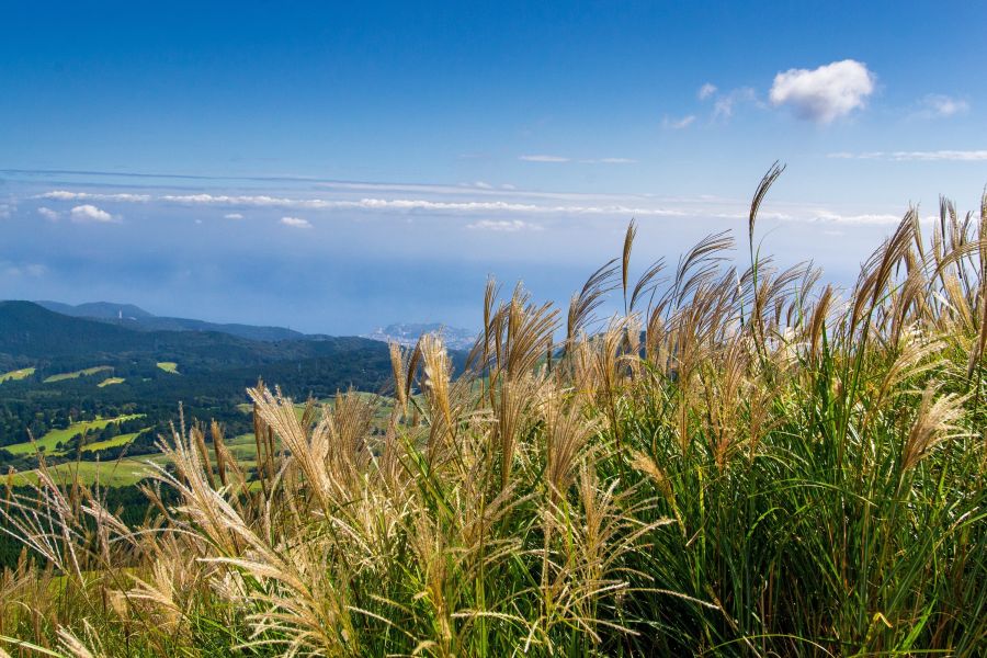 Dieses Bild zeigt hohe, im Wind schwingende Gräser im Vordergrund. Dahinter öffnet sich unter strahlend blauem Himmel ein Panoramablick über grüne Hügel und Wälder bis zum Meer und einer Stadt in der Ferne, was eine sonnige, weite und ruhige Atmosphäre ve