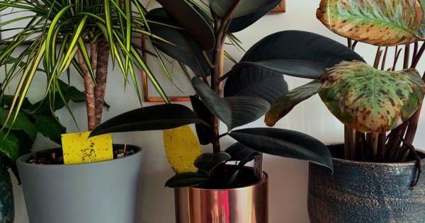 epipremnum neon variegata Epipremnum Pinnatum Neon Variegated – Lost in the Forrest
