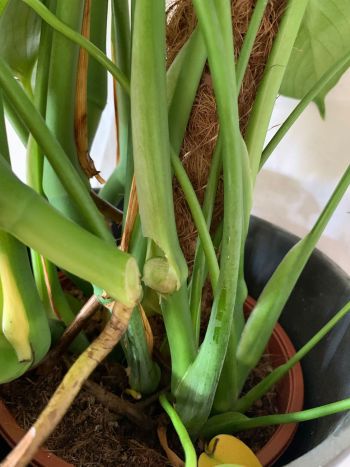 Abgeschnittener Ableger von Monstera