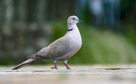 Eine hellbeige bis graue Türkentaube steht auf einer hellen Fläche. Charakteristisch ist der schmale, schwarze Streifen im Nacken und die rötliche Iris des Auges.