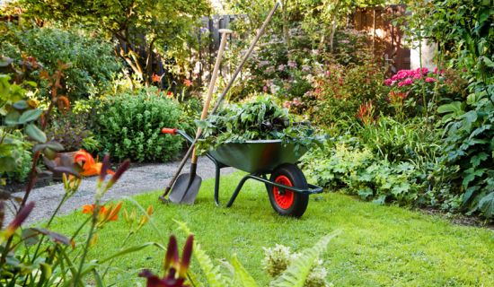 Mit Grünschnitt gefüllte Schubkarre im Garten