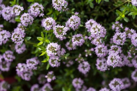 Thymian