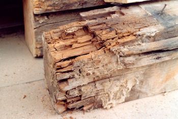 baumängel schäden durch hausschwamm maroder holzbalken