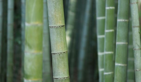 Bambusholz ölen