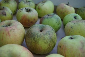 Boskoop Äpfel für Apfelmus