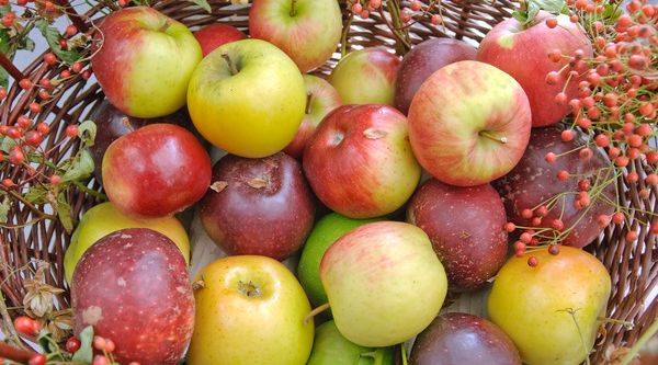 Äpfel lagern