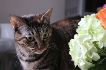 Katze mit Hortensie