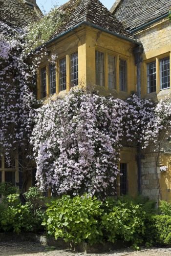 Fassadenbegrünung mit Clematis