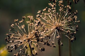 Trockene Zierlauch-Blüten (Allium)