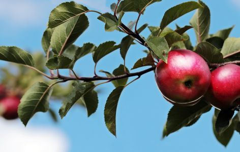 Äpfel am Baum