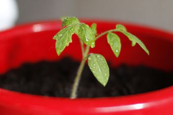 Tomatensamen keimen