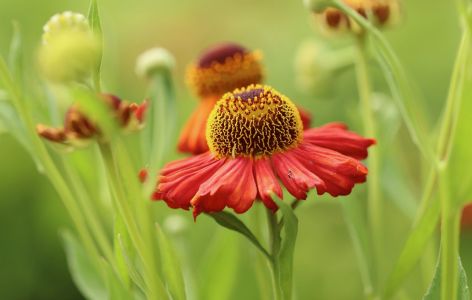 Was passt zu Stockrosen? Beispiel Sonnenbraut