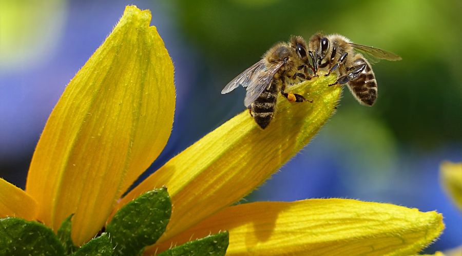 Bienen auf einer Blüte