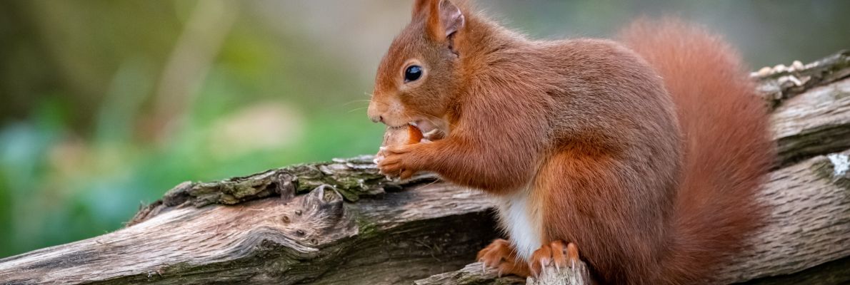 Ein rotes Eichhörnchen sitzt auf einem Baumstamm und knabbert an einer Nuss.