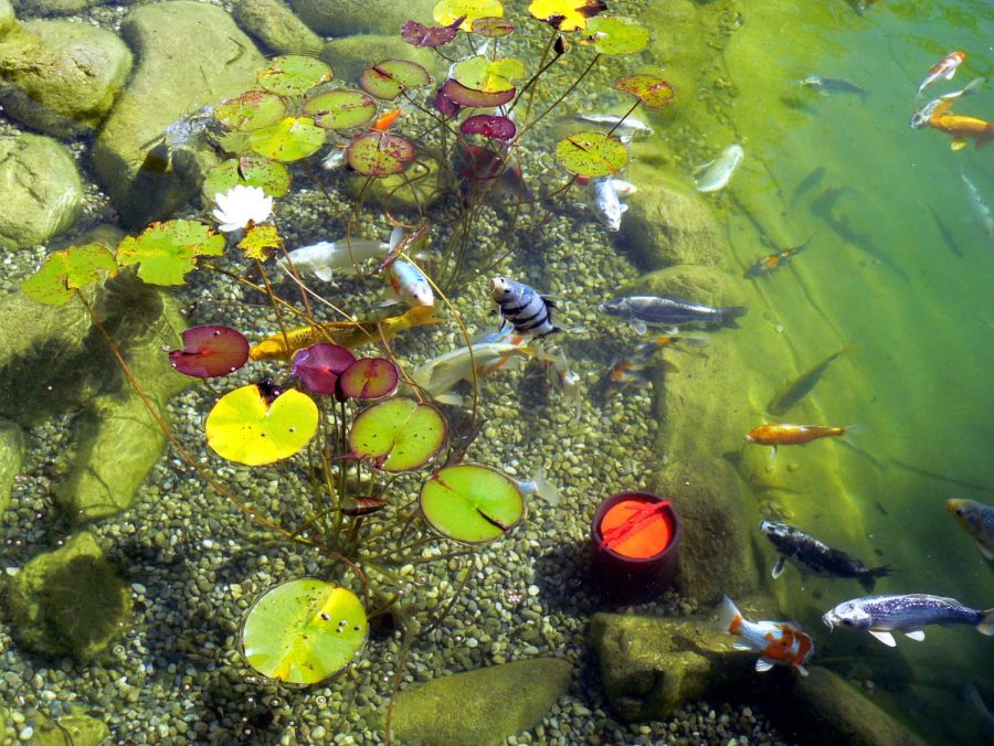 Fische im Teich
