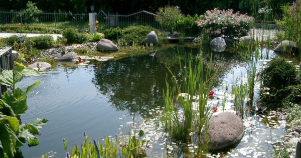 Gartenteich selber anlegen Schritt für Schritt zur Naturoase